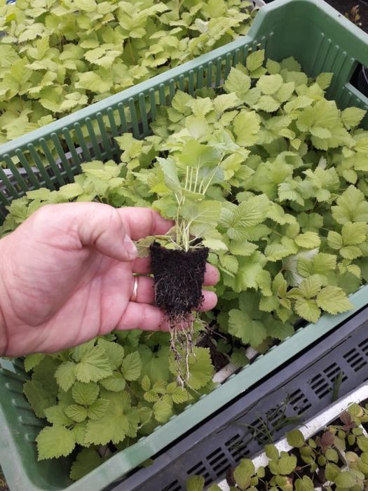 Diferite soiuri de puieți de căpșuni și zmeurā din toată Europa