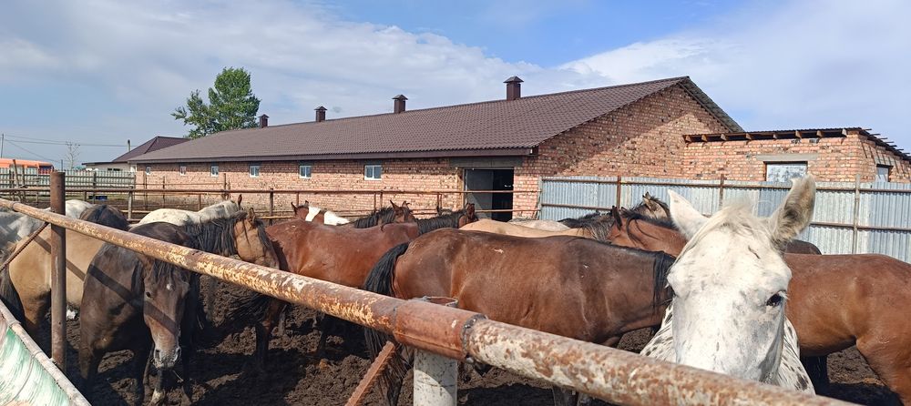 Жылқы семіз байтал