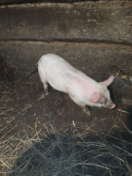 Продам крупных поросят