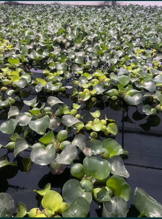 Эйхорния водяной кувшинка гиацинт