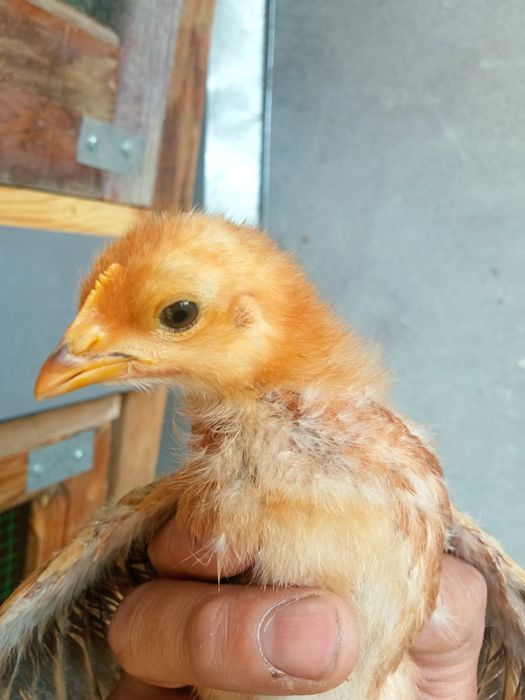 Jo'jalar Жужалар sotiladi