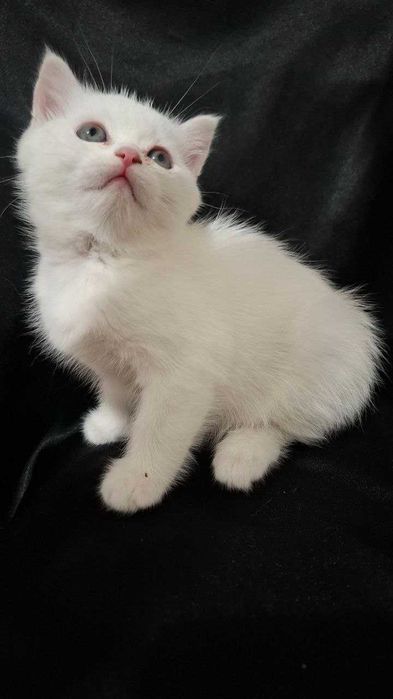 Mushukchalar Srochna sotiladi