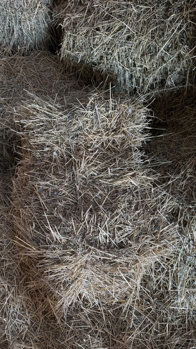 Пшен шөп Ақбұлақ ауылында