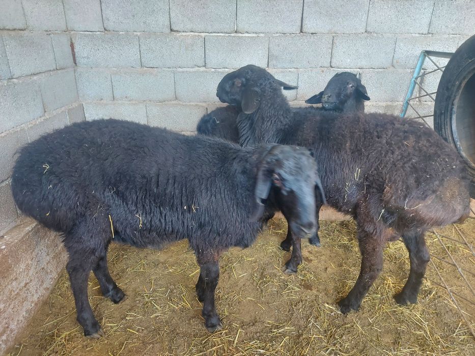 Қошқарлар сатылады