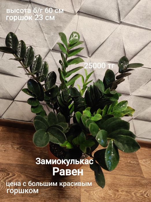 Замиокулькас разный