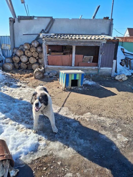 Отдам даром сабаку