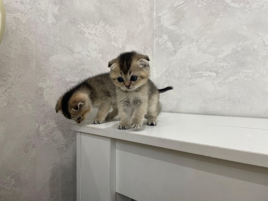 Продается Шотланкие Шиншиллы