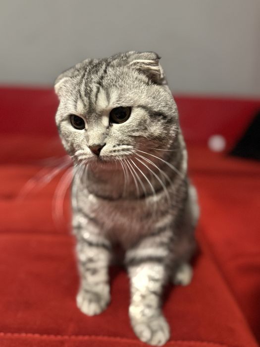 Продается кошка мальчик