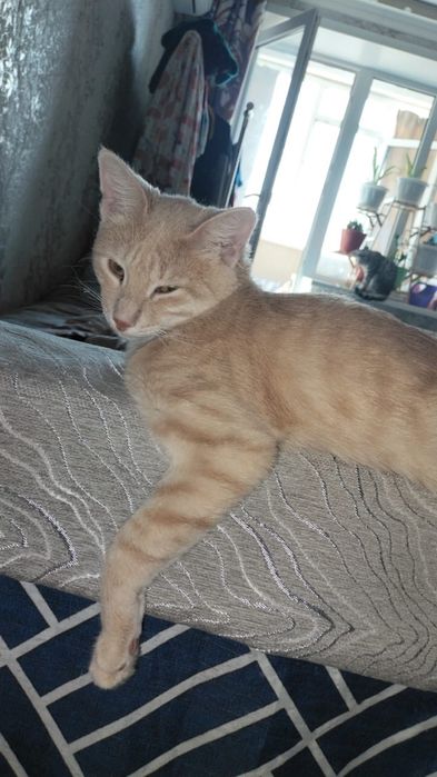 Отдам мальчишку в добрые руки!