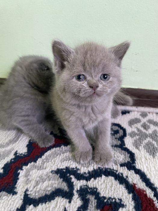 mushukchala sotiladi! scotish fold,strayt