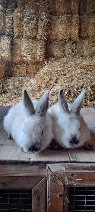 QUYON SOTILADI zoti kaliforniya