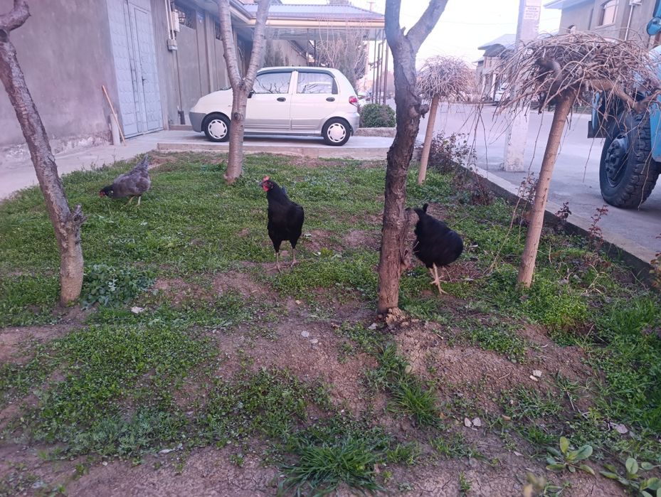 Tovuq lar sotiladi soglom