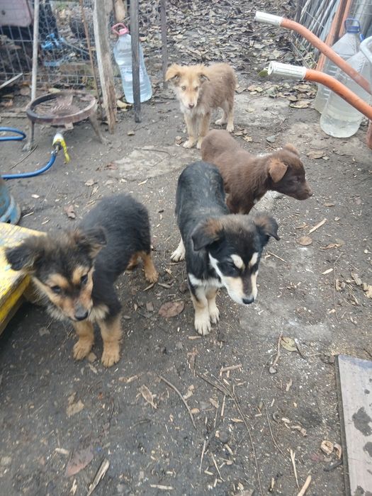 Donez 4 puii de caine