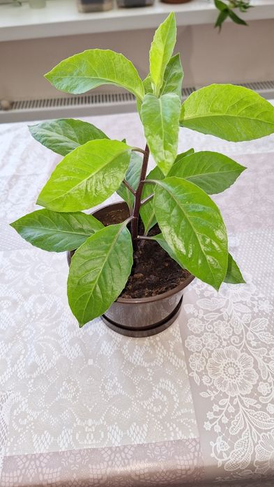 Джинура Прокумбенс