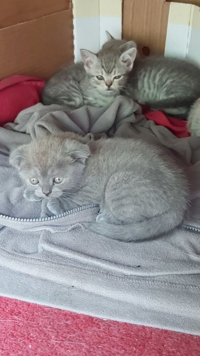 Шотландски клепоухи