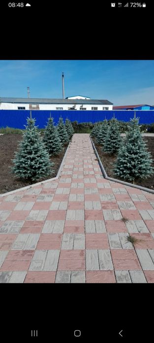 Ландшафтный дизайн голубые ели автополив газон