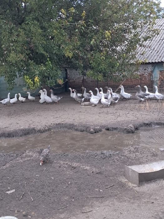 De vanzare Gaste tinere