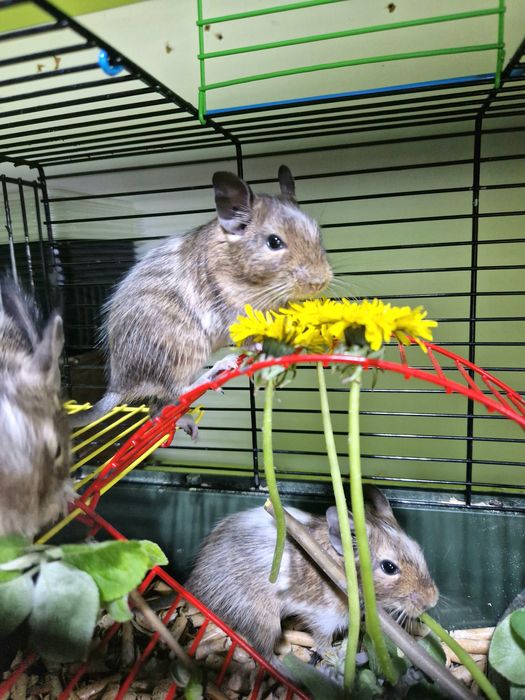 Чилийская Белка Дегу