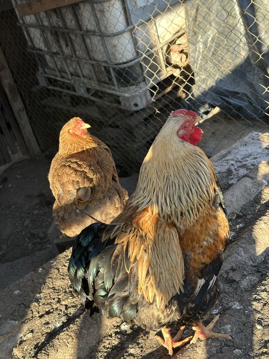 Familie wiandotte auriu dublu benzi