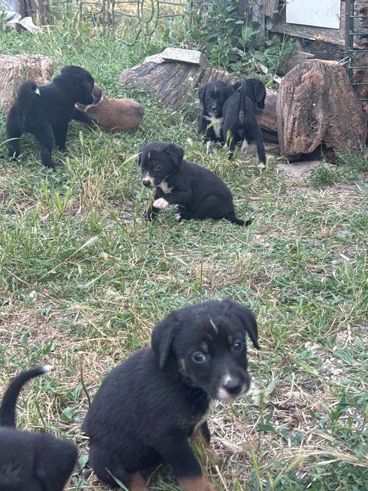 Подарявам кученца