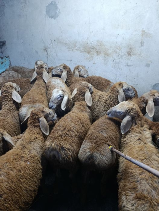 Арашаны кочи  по 350000