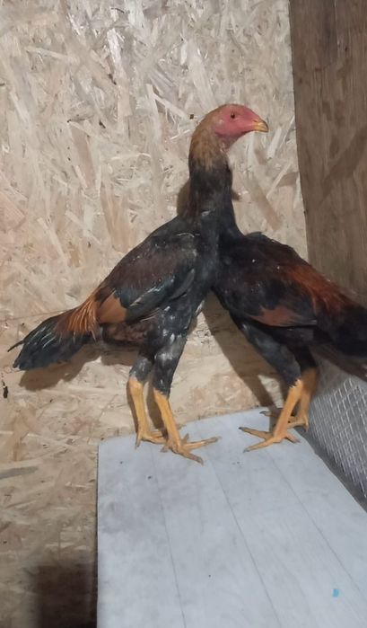 Продам Дакана Майский