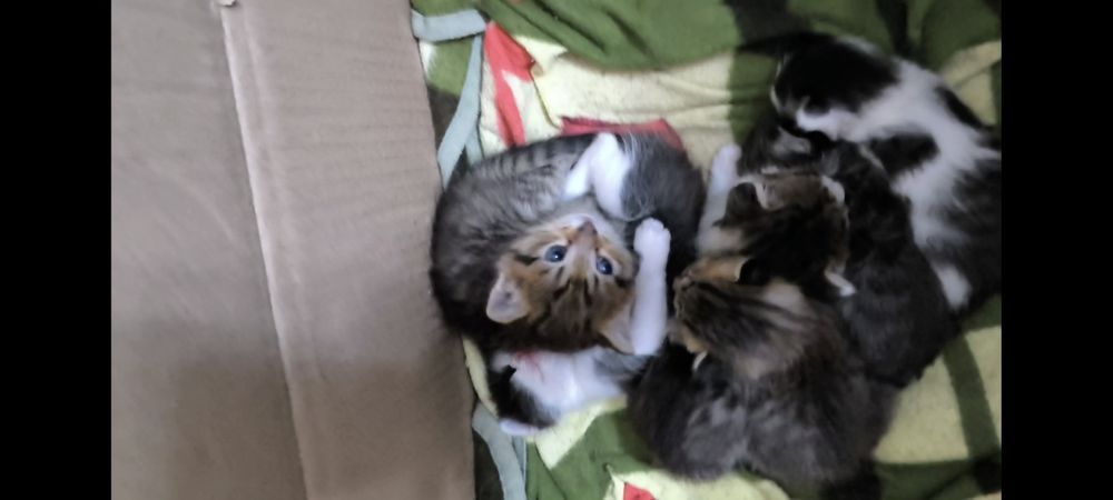 отдадим в хорошие руки