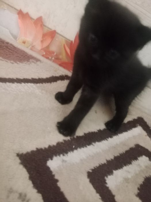Отдаю котят платно