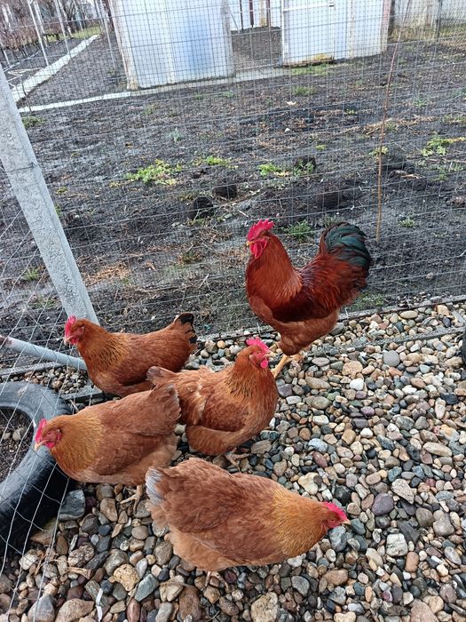 Familie gaini new hampshire