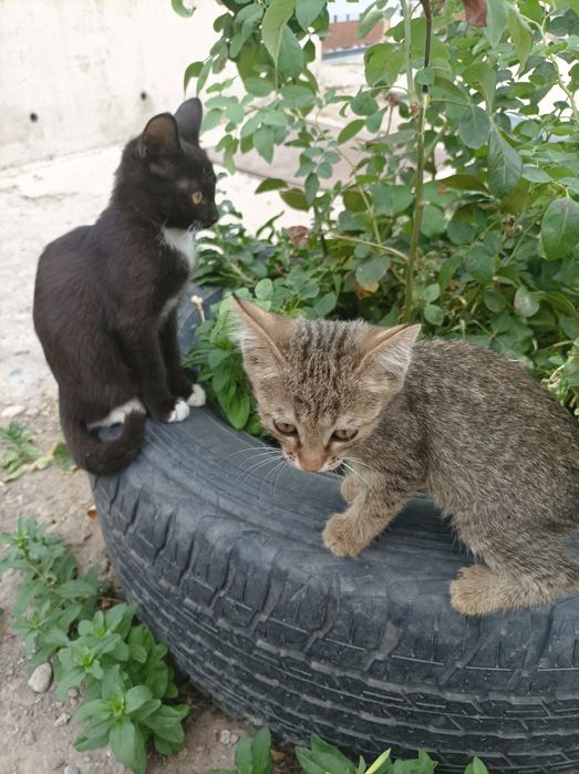 Отдам бесплатно котят мальчика и  девочку возраст 1 месяц