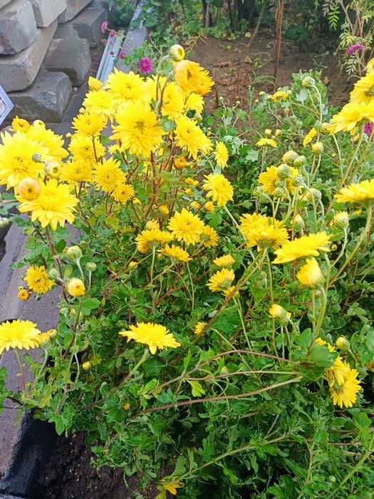 Продам хризантему