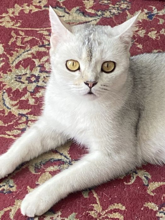 Кошка , скотиш страйт