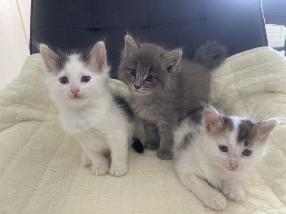Кошки