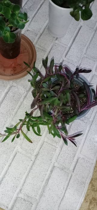 Продам излишки растений недорого