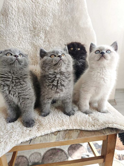 Британски късокосместа и шотлански клепоухи