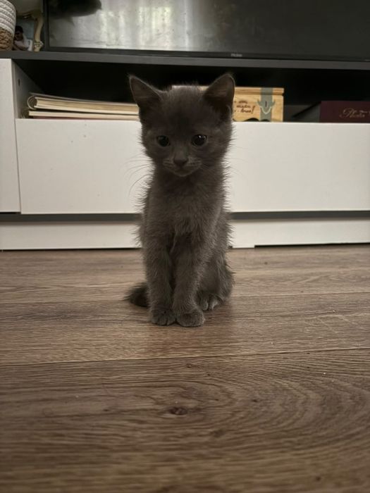 Отдам котят в хорошие руки