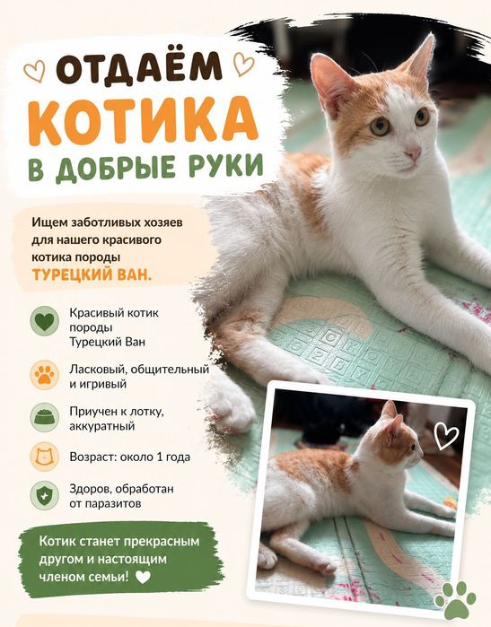 Турецкий ван отдам