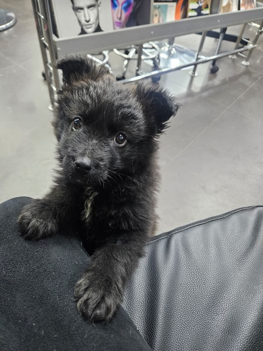 Ищем дом для щенка