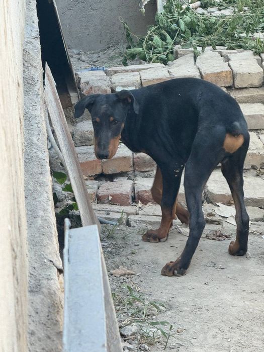 Kuchuk sotiladi.doberman