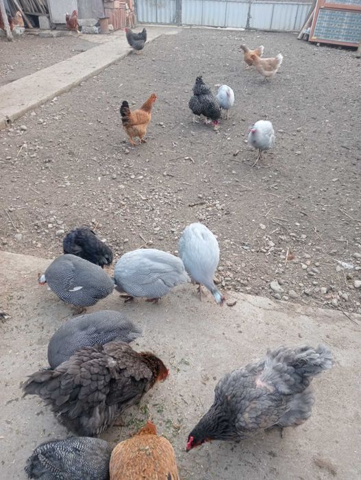 Bibilici mature 2025