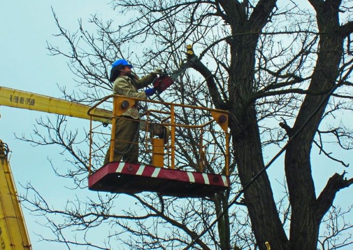 Спил деревьев Алматы