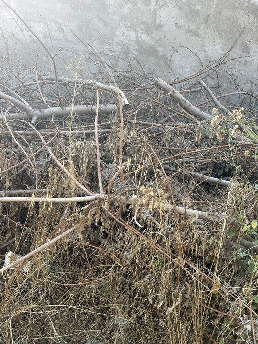 Продам дрова на баню .отын баняға