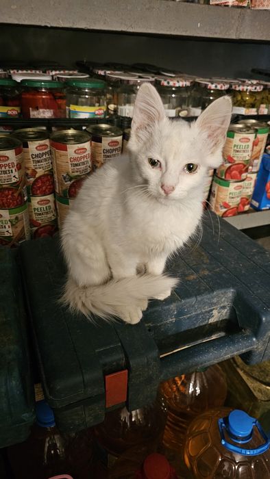 Котенце Бяло мъжко