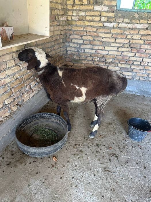 Uyda yaxshi boqilgan qo‘ylar arzon narxlarda sotiladi.Yana kelishiladi