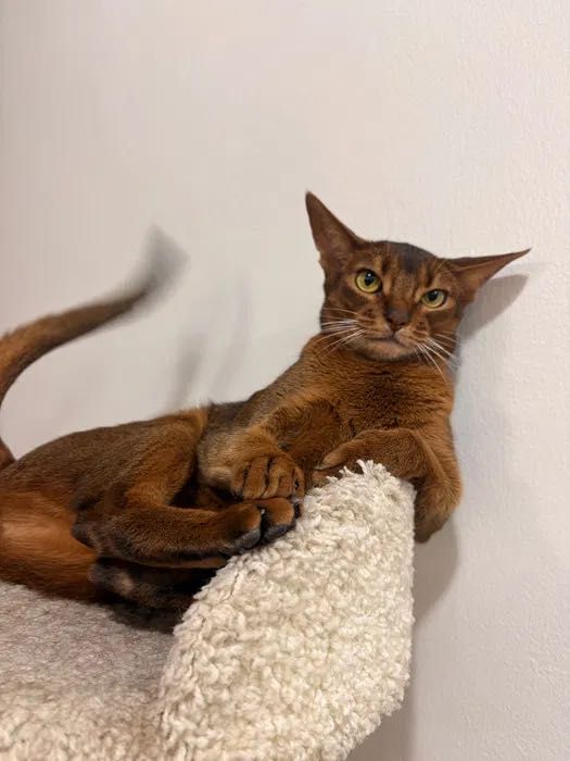 Абиссинская кошка