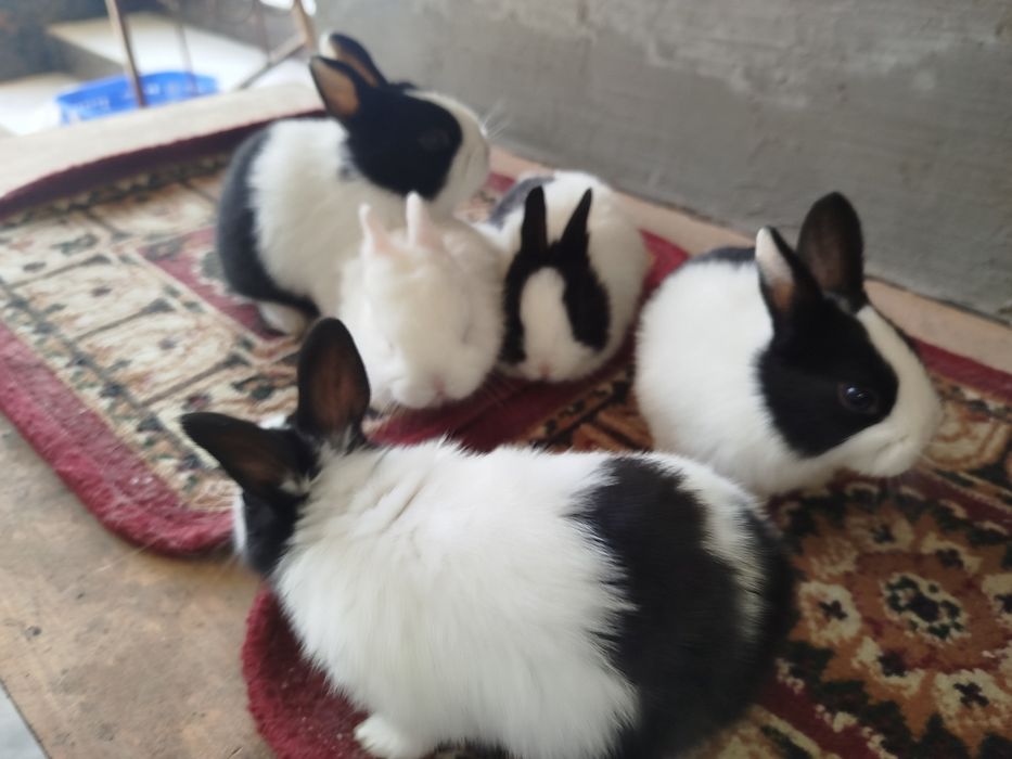 Карлик куёнчалар