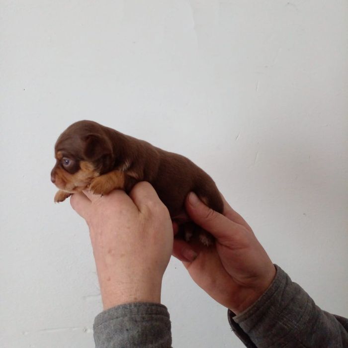 Продам МИНИ той-терьеров