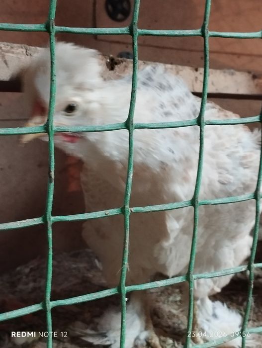 Яйцо для инкубатора