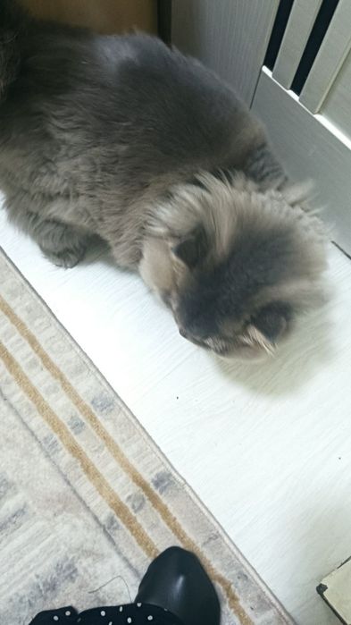 Сотилади  мушук домашний