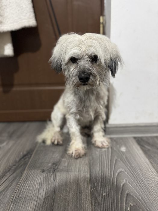 Vand pui bichon Cazanesti Ialomita